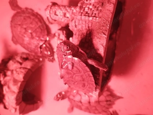 Țestoase de rasă. - imagine 3