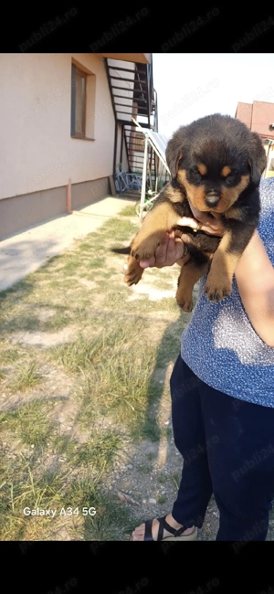 Pui rottweiler  - imagine 3