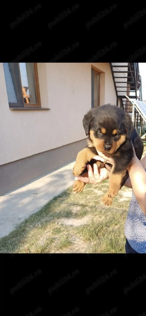 Pui rottweiler 