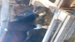 vitea de rasa  - imagine 2