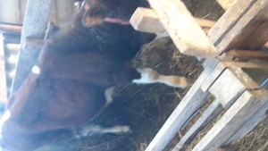 vitea de rasa  - imagine 3