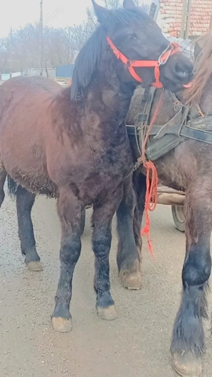 vand manza - imagine 4