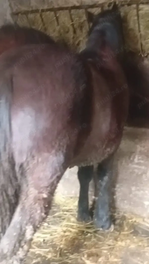 vand manza - imagine 2