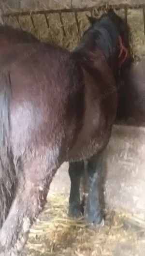 vand manza - imagine 3