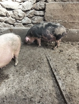 scroafe gestante - imagine 4