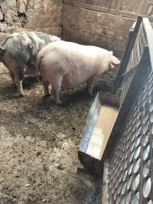 scroafe gestante - imagine 3