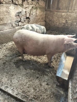 scroafe gestante - imagine 2