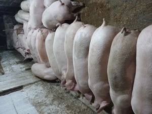 Purcei cu greutate de la 30 la 170kg. - imagine 3