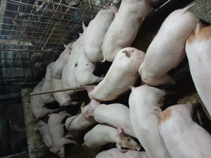 Purcei cu greutate de la 30 la 170kg. - imagine 2