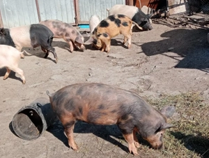 Scrofițe 45 kg - imagine 4