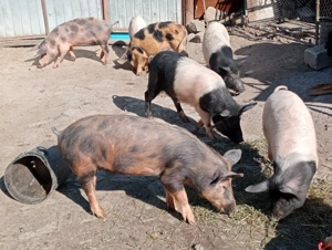 Scrofițe 45 kg - imagine 3