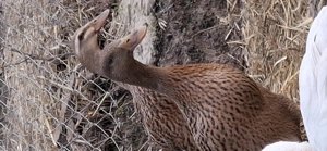 Oua incubat de rata muta si rață alergatoare  - imagine 5