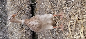 Oua incubat de rata muta si rață alergatoare  - imagine 6