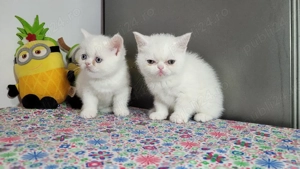 british shorthair si Longhair  - imagine 5