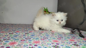 british shorthair si Longhair 
