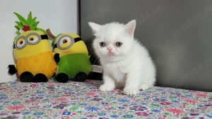 british shorthair si Longhair  - imagine 3