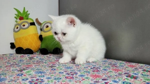 british shorthair si Longhair  - imagine 4