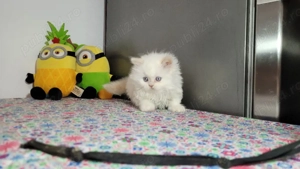 british shorthair si Longhair  - imagine 2