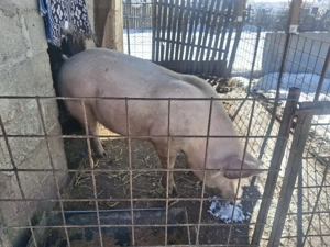 Porc de vânzare 