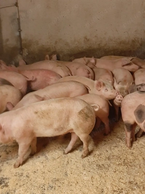 vând soldani de carne 50 70 kg - imagine 4