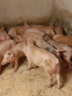 vând soldani de carne 50 70 kg - imagine 3