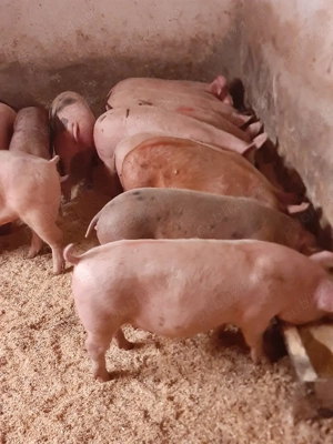 vând soldani de carne 50 70 kg