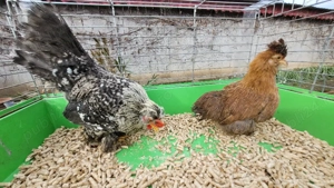 cocos si gainuse pitice - imagine 3