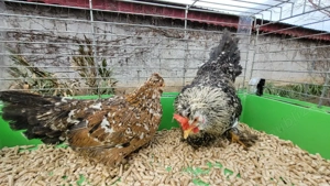 cocos si gainuse pitice - imagine 4