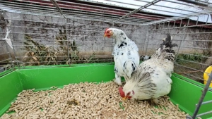 cocos si gainuse pitice