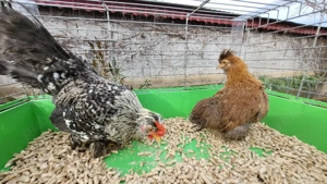 cocos si gainuse pitice - imagine 5