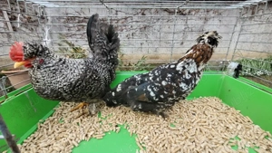 cocos si gainuse pitice - imagine 2