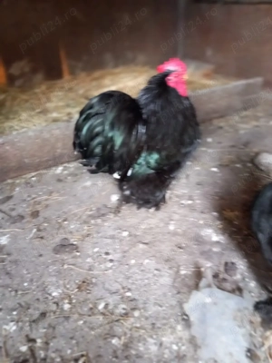 vand cocosi rasa cochinchina