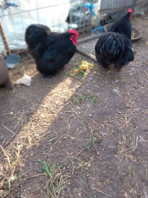 vand cocosi rasa cochinchina - imagine 2