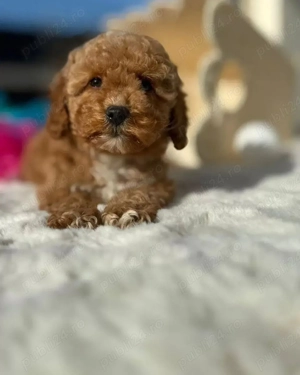 puiuti de maltipoo bichon + pudel  - imagine 3