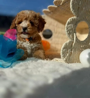 puiuti de maltipoo bichon + pudel  - imagine 4