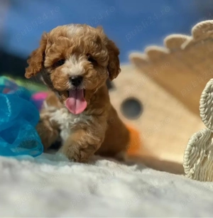 puiuti de maltipoo bichon + pudel  - imagine 2