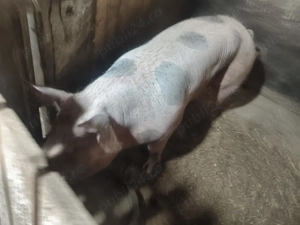 Vând scroafe Landrace și Pietran + scrofiță