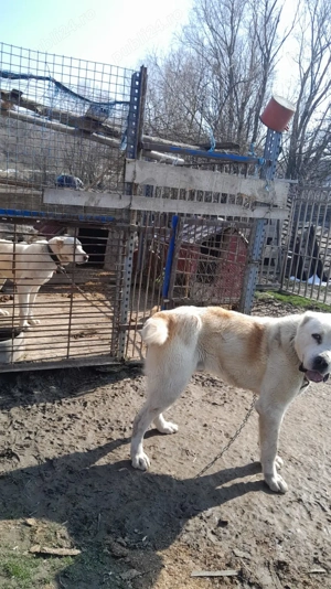 Ciobanesc asia centrala