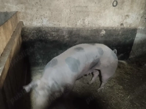 Vând scroafe Landrace și Pietran + scrofiță - imagine 2