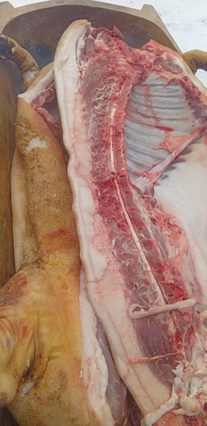 carcasă mangaliță 