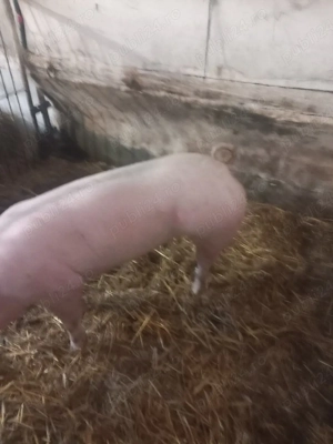 vand scrofita de reproducere pietrean  - imagine 4