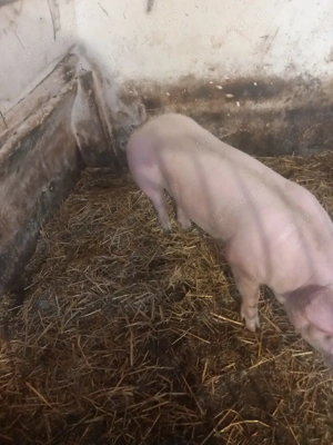 vand scrofita de reproducere pietrean  - imagine 2