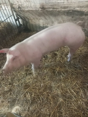 vand scrofita de reproducere pietrean  - imagine 5