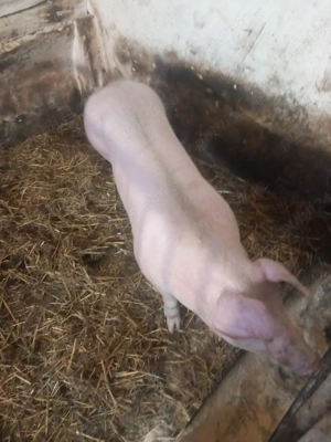 vand scrofita de reproducere pietrean  - imagine 3