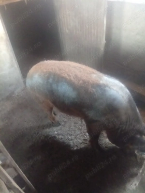 carcasă mangaliță  - imagine 3