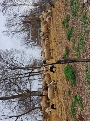 Vand turma de oi țurcane cu miei