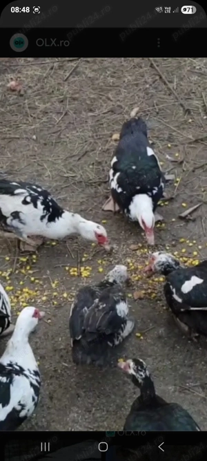 Oua de rață proaspete. 1,5 ron - imagine 4