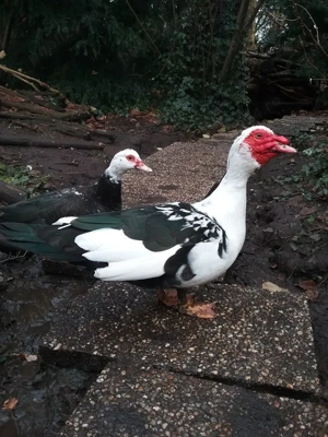 Oua de rață proaspete. 1,5 ron - imagine 3