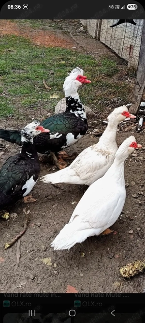 Oua de rață proaspete. 1,5 ron - imagine 2