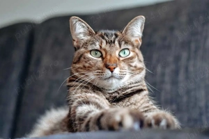 Tom salvat de la abandon își caută familie - imagine 4